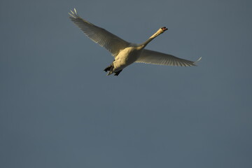 Bird Swan Cygnus in flight  on the blue sky in sunny day