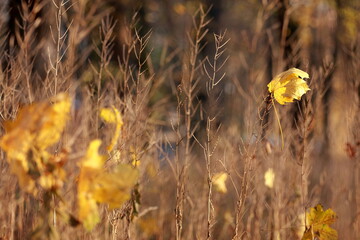 autumn leaves in the wind