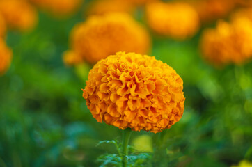 yellow Marigold flower with bowech in the foreground