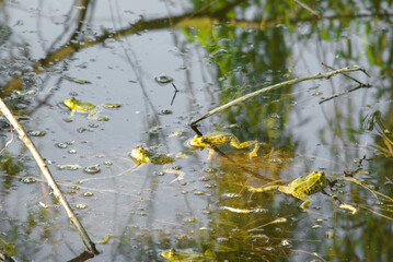 frogs in lake