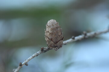 small cone on branch european Larch (Larix decidua) with seeeds