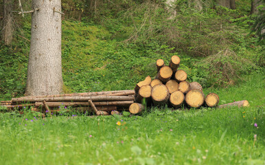 Woodpile along an Alpine trials, Dolomites, Italy