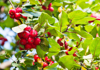 small red apples on the branches in sunny autumn day