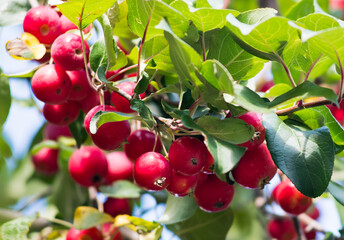 a lot of  small red apples on a branch of an apple tree, close up