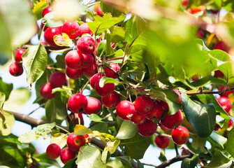 small red apples on the branches in sunny autumn day