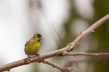 Fototapeta premium Eurasian siskin (Spinus spinus) in winter