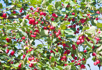 A lot of small red apples on the branches apple tree against blue sky background