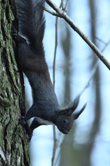 Black squirrel Sciurus vulgaris sit on the tree