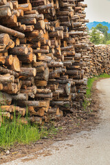 Woodpile along a mountain trial (Dolomites, Italian  Alps, Alta Badia)