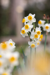 Gros plan sur un ensemble de fleurs de Narcisse au printemps