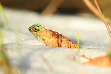 cone european Spruce Picea Abies in the snow with seeds