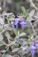 Gros plan sur une Germandrée arbustive en fleur (teucrium fruticans) au printemps