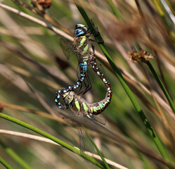Herbst Mosaikjungfer - Migrant Hawker