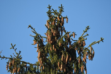 Plenty cones on the top of the tree european spruce (Picea abies)
