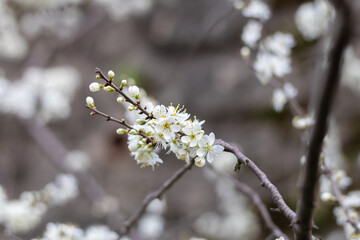 Gros plan sur des fleurs de pruniers (prunus spinosa) au printemps