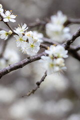 Gros plan sur des fleurs de pruniers (prunus spinosa) au printemps