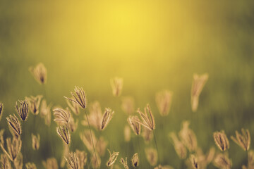 Autumn Grass flower with sunset. vintage filter