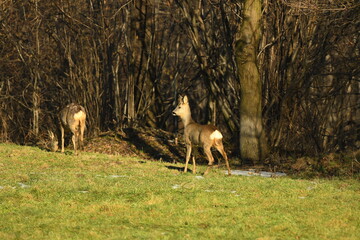 two female roe deer walk on the meadow and eating grass
