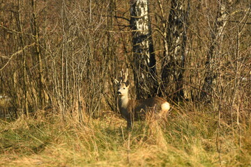 Male Roe deer (Capreolus capreolus) on the meadow with huge antlers
