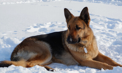 German shepherd dog lies in the snow on a winter meadow.