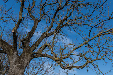 Baum mit Knospen vor blauem Himmel und Wolken