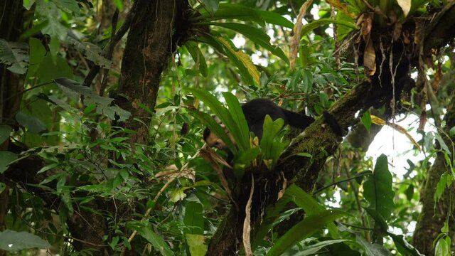 Female capucin searching food in a tree with a baby on her back Costa Rica Cebus capucinus