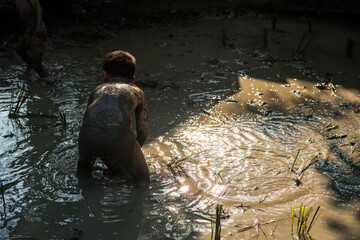 Kid farmer cultivate rice seeding in water mud farm