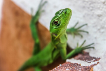 La curiosidad de un simple ser no-humano.