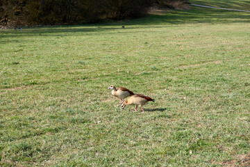 two greylag geese running in the grass