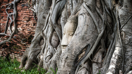 Fototapeta na wymiar Buddha head in Bodhi tree at Mahathat, Ayutthaya