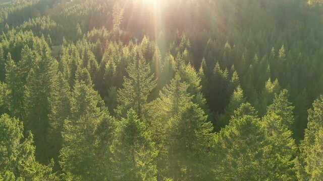Aerial Drone View Flight over pine tree forest in Mountains at blue sky day. with sun flare