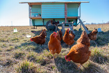 Beautiful blue green painted chicken coop in the field. Free range flock of Chickens and Roosters Outdoors in front of a wooden chicken house on meadow. Free range Chickens and Roosters © ImageSine