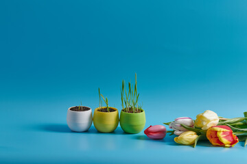 tulips and three pots with young grass on a blue background