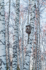 birdhouse on a tree. birdhouse on a birch tree. Birch Grove.