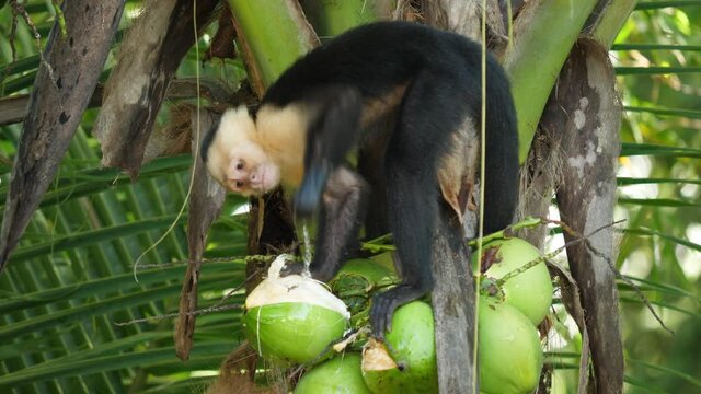Colombian white-throated capuchin drinking coconut water with his hand Costa Rica wild monkey