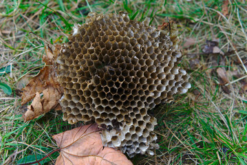 piece of bee hive fallen to the ground, empty cells