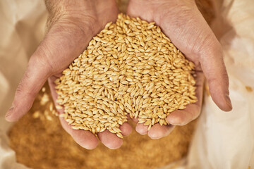 Top view close up of male hands holding what or barley crops in heart shaped scoop over burlap bag, copy space