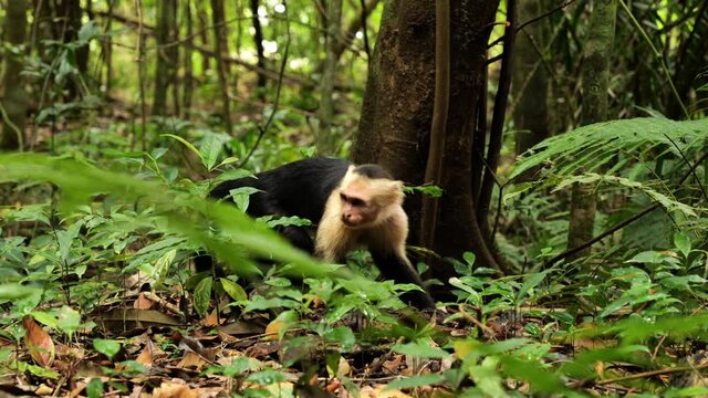 Wildlife capuchin searching food on the ground tropical forest Costa Rica wild animals 