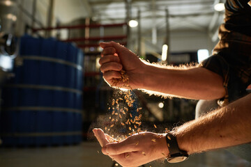 Close up of male hands pouring wheat crops in golden sunlight with brewery workshop in background,...