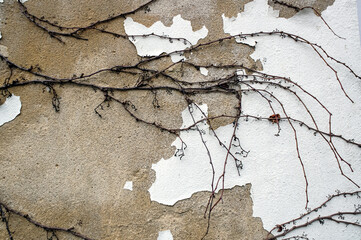 texture or background of old plant on a dirty white stone wall
