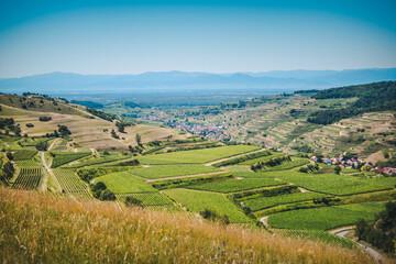 Beautiful view of a vineyard terraces and a village in the valley at Kaiserstuhl, Germany under a clear blue sky. The Rhine valley and the French Vosges mountains are in background.