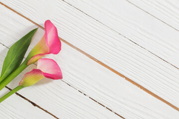 pink flowers of calla lily on white wooden background