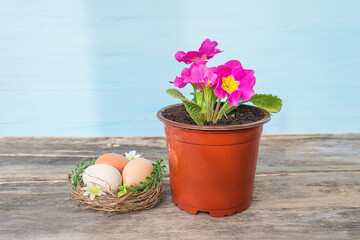Easter holiday or spring gardening concept. Purple primula flower in pot and eggs in birdnest on wooden background