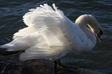 Cygne au bord du lac