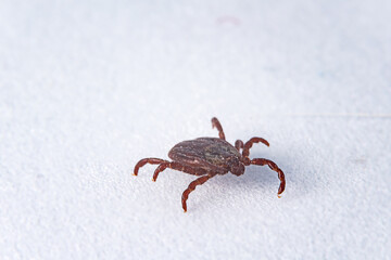 Tick on a leaf. A close-up of the disease-carrying parasite like tick-borne meningitis and Lyme disease. A brown arachnid.