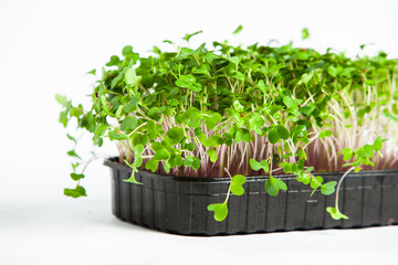 Microgreens are vegetable greens harvested just after the cotyledon leaves have developed.