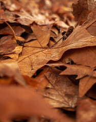 autumn leaves on the ground
