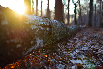 a fallen birch, the setting sun and a dewy forest background