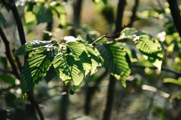 Photo of branch and leaves in forest