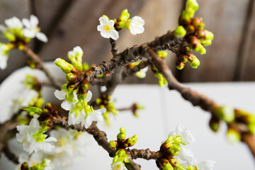 cherry flower blossom branch in enamel milk canister at white wooden table, old weathered wood wall...